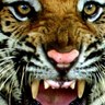 LSU_Sports_News's profile picture. Nothing but LSU Sports News. Not affiliated with LSU in any way.