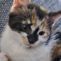 AceFN (@spectralac) 's Twitter Profile