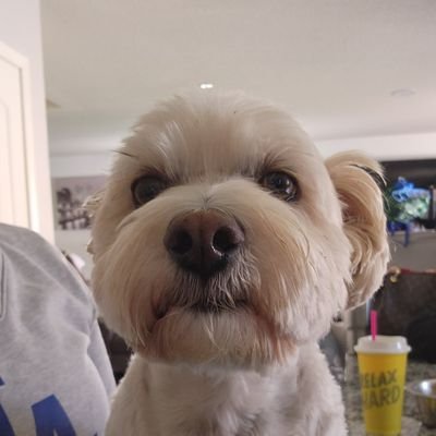 Ihadsomehelp's profile picture. 