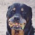 Vito Scoppino (@vscoppino) Twitter profile photo Vito Scoppino (@vscoppino) Twitter profile photo
