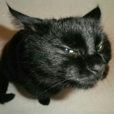 a thousand screaming animalsさんのプロフィール画像