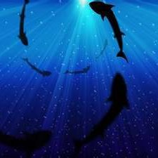 angelshark777's profile image