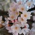 Sakura Hanami Wolfe (@sakurawolfechan) Twitter profile photo Sakura Hanami Wolfe (@sakurawolfechan) Twitter profile photo