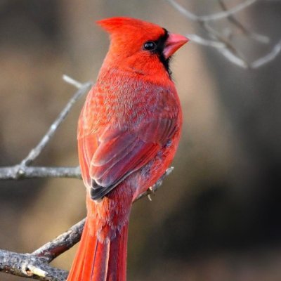 Cardinals appear when loved ones are near ❤️