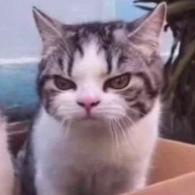 chchflash's profile picture. flash