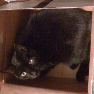 BastSelket's profile picture. 