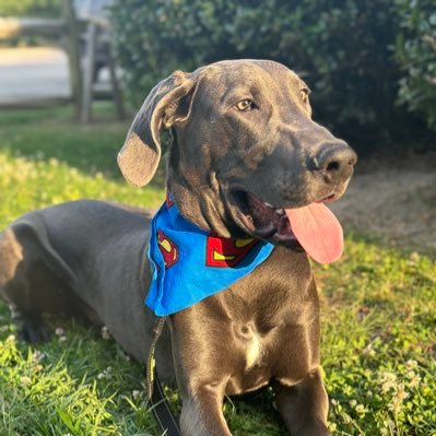 hockey lover 🏒baseball lover⚾️ --furmama💕🐾 #GoAvsGo #LetsGoCanes