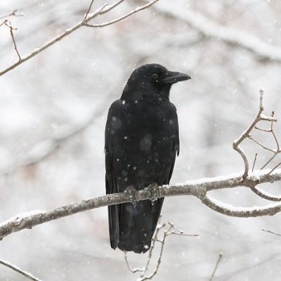 Gregory_A_Ross's profile picture. My dog’s best friend