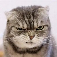 风秋梦 (@jkfrabgxcmma2rr) 's Twitter Profile