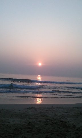 aramora77's profile picture. 조화