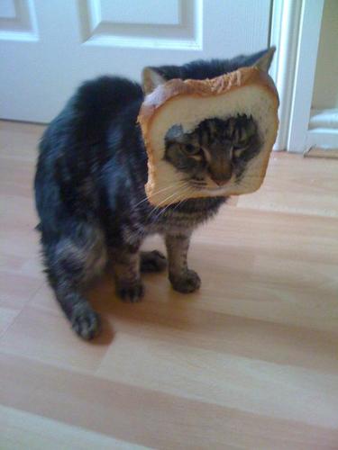 OlfieTheCat's profile picture. Hi I'm Olfie. I'm a pretty nonchalant cat who does people things #CatBreading