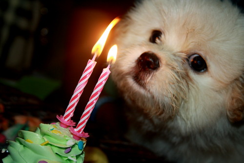 Dog now Tweets!
A puppy of poodle and pomeranian!
Follow me grow!
#TeamOneMillion #InstantFollow #Follow2Gain #OpenFollow #FollowNGain