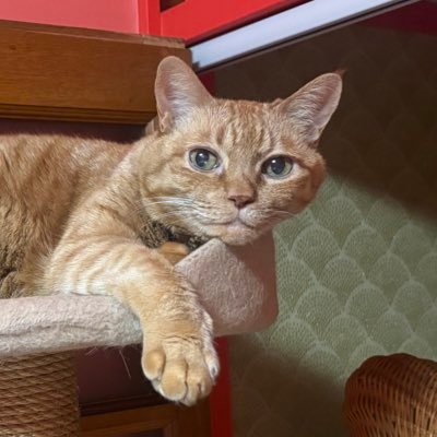 chahko_'s profile picture. 対話の仕方、オープンダイアローグ、社会福祉学について勉強中。韓国文学、ドラマ、映画ファン🇰🇷山猫🐈と共に🐾