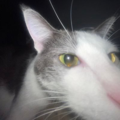 spazztq's profile picture. 