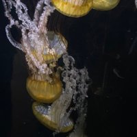 Cubozoa (@_cubozoa) 's Twitter Profile