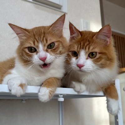 Kota_and_Hinata's profile picture. 2023.8.9 猫カフェmfmf卒業
生年月日2023.4.10（推定）兄弟
（mfmf名）殿下→ こうた
（mfmf名）ゆうき→ ひなた