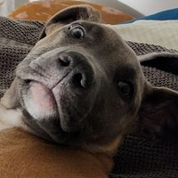 CryptoDog (@anotheraussiex) 's Twitter Profile