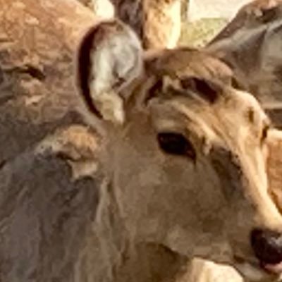 konoha9709's profile picture. 雑多垢です。 主にアイナナ まほやく とうらぶ あくねこ ホロスタがすき 18↑