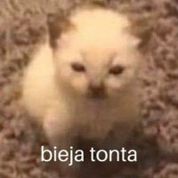 𝔼𝕞𝕚 🤍 (@mily_hund) 's Twitter Profile Photo