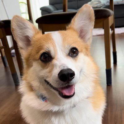 SrgxluoBQZZtQ4J's profile picture. 2021年8月6日生まれ コーギーのレオくん(◍•㉦•◍)๑ﾜﾝ! 2024年12月31日生まれ✨ポメコーギのレナちゃん✨気軽にフォローと友達になってください🐾 #とったみ