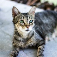 Cat Haven (@cathaven13) 's Twitter Profile Photo Cat Haven (@cathaven13) 's Twitter Profile Photo