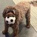 Dudley Doodle 🐾🐾 (@dudley_doodle) Twitter profile photo Dudley Doodle 🐾🐾 (@dudley_doodle) Twitter profile photo