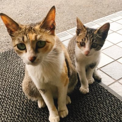 保護して3年8ヶ月の【三毛猫さん♀】と【キジ白くん♂】の親子猫と暮らしています\( ´ω` )/個人で外猫さんのお世話や里親探しもしています!