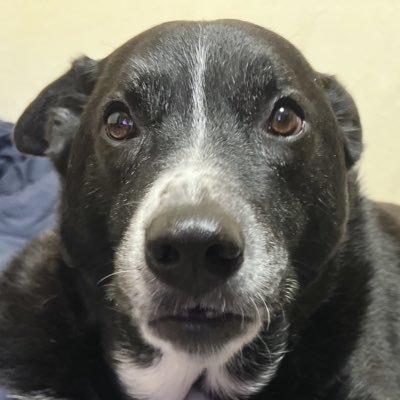 UP-Tにてオリジナルグッズ販売中アイヌの血筋を受け継ぐ愛犬溺愛者🐶カルラ名で活動し続け27年目✨メンタル調整XJapan.hide.slipknot🎸初のイラスト提供は『鶴乃進さん @tsurunoshin1201 』です✨フォローにはフォロバ、イイねにはイイね数倍返しだ!✨✝️ God bless you ✝️