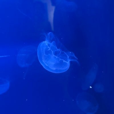 ruka816983's profile picture. 