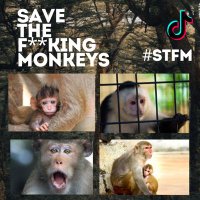 SaveTheFingMonkeys (@mrmonkeysavior) 's Twitter Profile