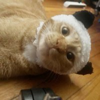 Sue ๐บ๐ธ ๐บ๐ฆ (@adorabell1sue) 's Twitter Profile Photo Sue ๐บ๐ธ ๐บ๐ฆ (@adorabell1sue) 's Twitter Profile Photo