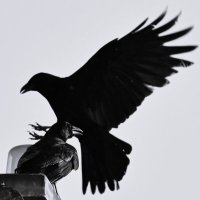ใพใผใ (@mkxw) 's Twitter Profile Photo ใพใผใ (@mkxw) 's Twitter Profile Photo