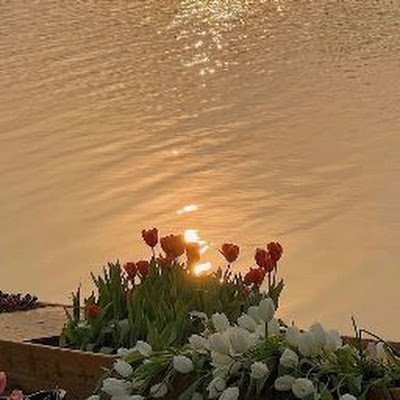 AphichayaD83029's profile picture. 