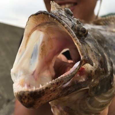 北海道の四季折々の魚をパームスアイテムで釣るのが大好きな主婦アングラー🌴海・淡水・湖いろんな釣りをやります🌴オフショアは未体験🌴尊敬するアングラー【沼田純一さん】大のパームスファン🌴魚の数や大小に関係なく感動で体が震える1匹と出会う為に!0か1を楽しむ釣人🌴釣り場は公表しておりません🙅♀️