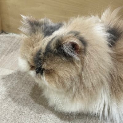 yuiaomm's profile picture. 