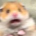 Brain Hamster (@onionmuncher648) Twitter profile photo Brain Hamster (@onionmuncher648) Twitter profile photo