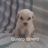 nadie (@candeditzok) 's Twitter Profile