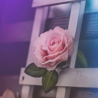 هيــان (@_1emu) 's Twitter Profile