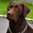 EnLabrador's profile image