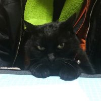 猫ろ日 (@mavyfkokbtnuiom) 's Twitter Profile Photo 猫ろ日 (@mavyfkokbtnuiom) 's Twitter Profile Photo