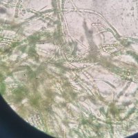 fexta fexta (@fextafexta) 's Twitter Profile