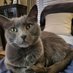 Fritz - The Cat ! (@acatnamedfritz) Twitter profile photo Fritz - The Cat ! (@acatnamedfritz) Twitter profile photo