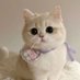 Cat 🐈 (@cutecatsmagic) Twitter profile photo Cat 🐈 (@cutecatsmagic) Twitter profile photo