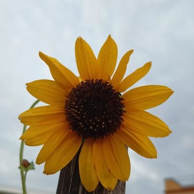 I_maynotshowit's profile picture. 