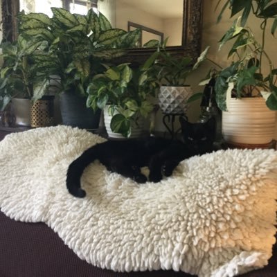 jodigirl31's profile picture. I really don’t like adulting!!