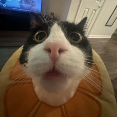Jeff12615464's profile picture. 90% FPL Account - 10% Cat Account
