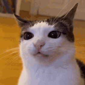 @kcat36