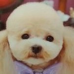 osharepett@gmail.com (@2767bonbon) 's Twitter Profile Photo osharepett@gmail.com (@2767bonbon) 's Twitter Profile Photo