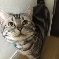 ねこロビン (@cat_robin23) 's Twitter Profile