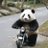 熊猫爱奶盖🐼 互fo互fo avatar